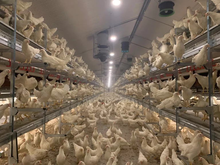 Iluminación en la granja avícola