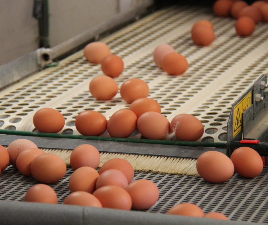 Automation of egg collection 