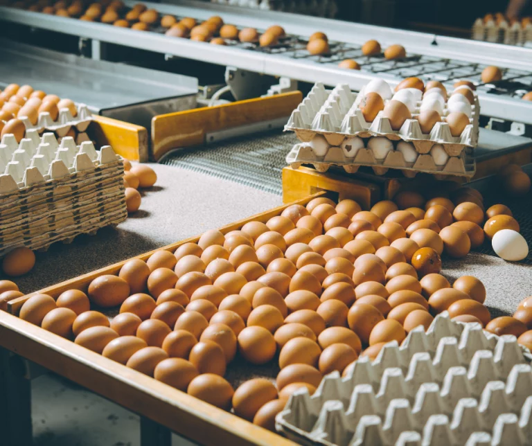 Automation of egg collection