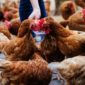 Manejo de los residuos avícolas: cómo aprovechar los deshechos de forma sostenible